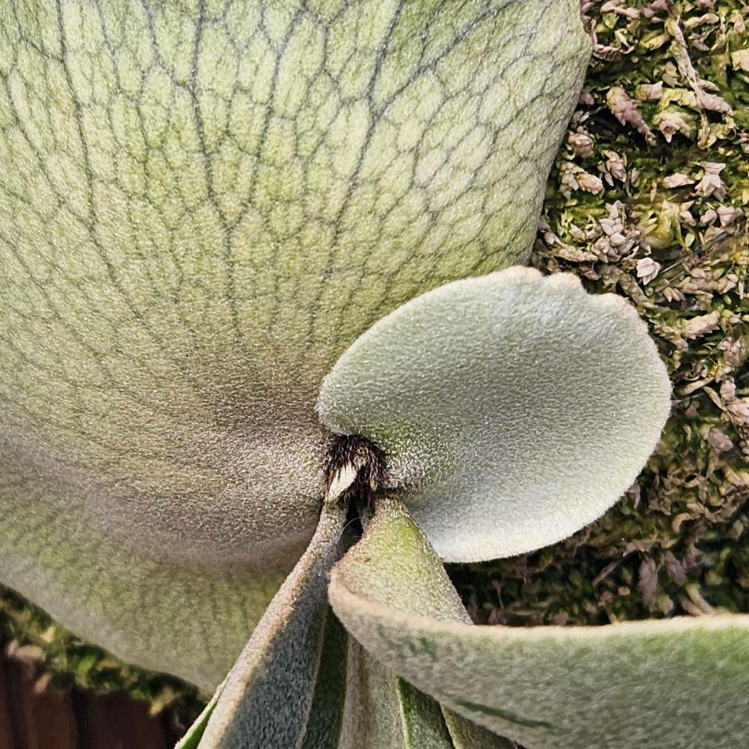 月光爪哇OC子株 ウィリンキー ビカクシダ willinckii ゲッコウジャワ