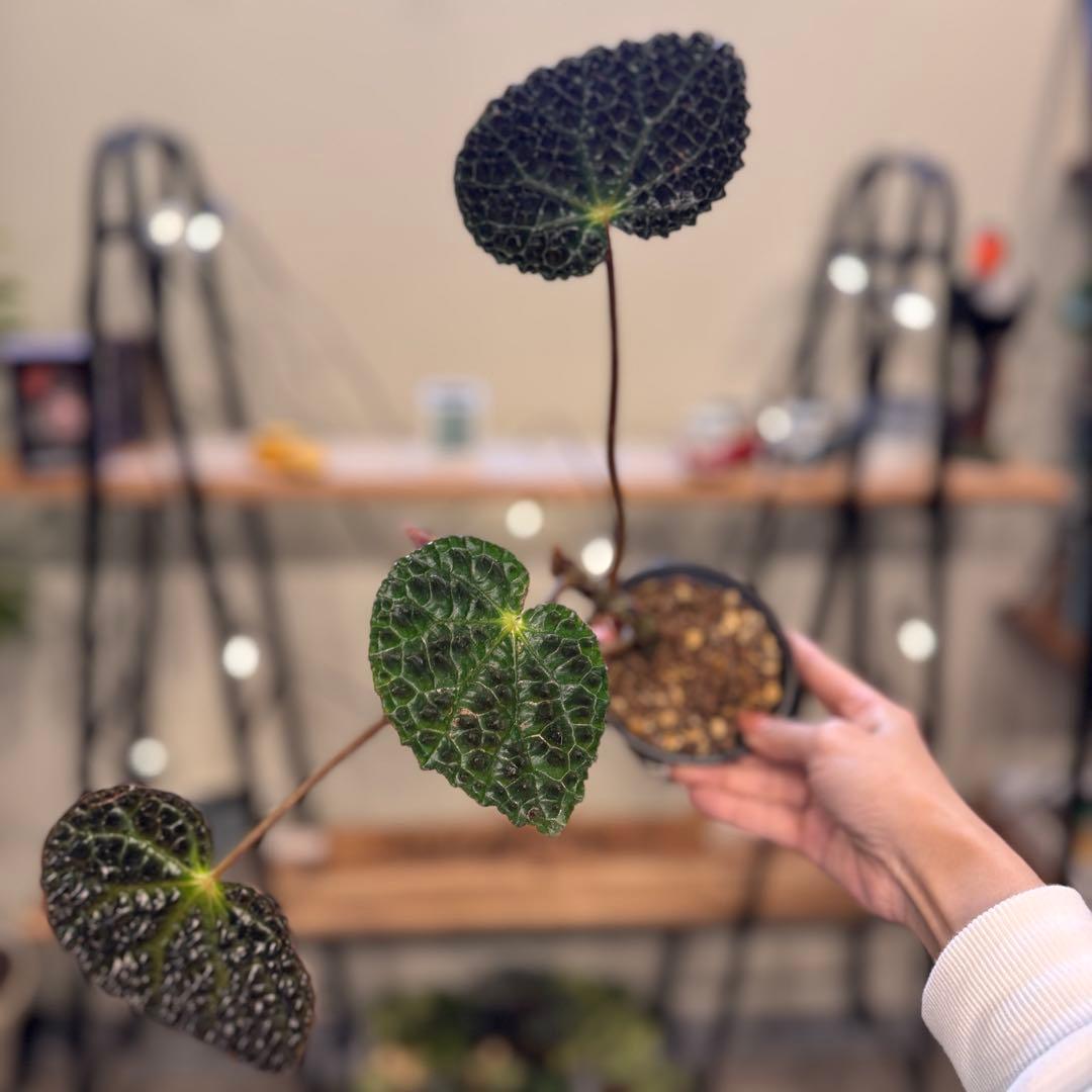 m*o様 54 ベゴニア　フェロックス　トゲトゲ 強烈なベゴニア - ベゴニア フェロックス - 希少植物種 - トゲトゲ