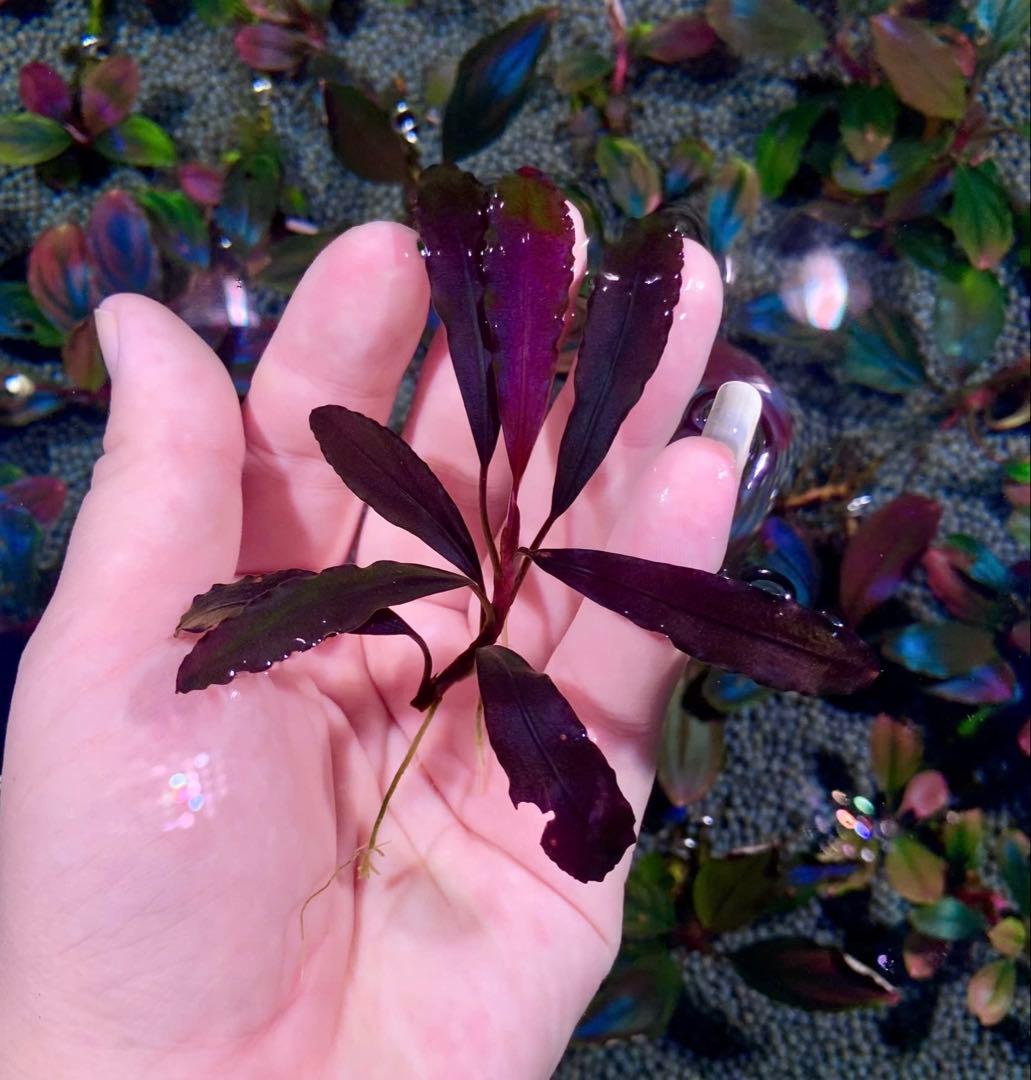 水草 ブセファランドラsp．ブラウニーゴースト 2011-2012ナカモト