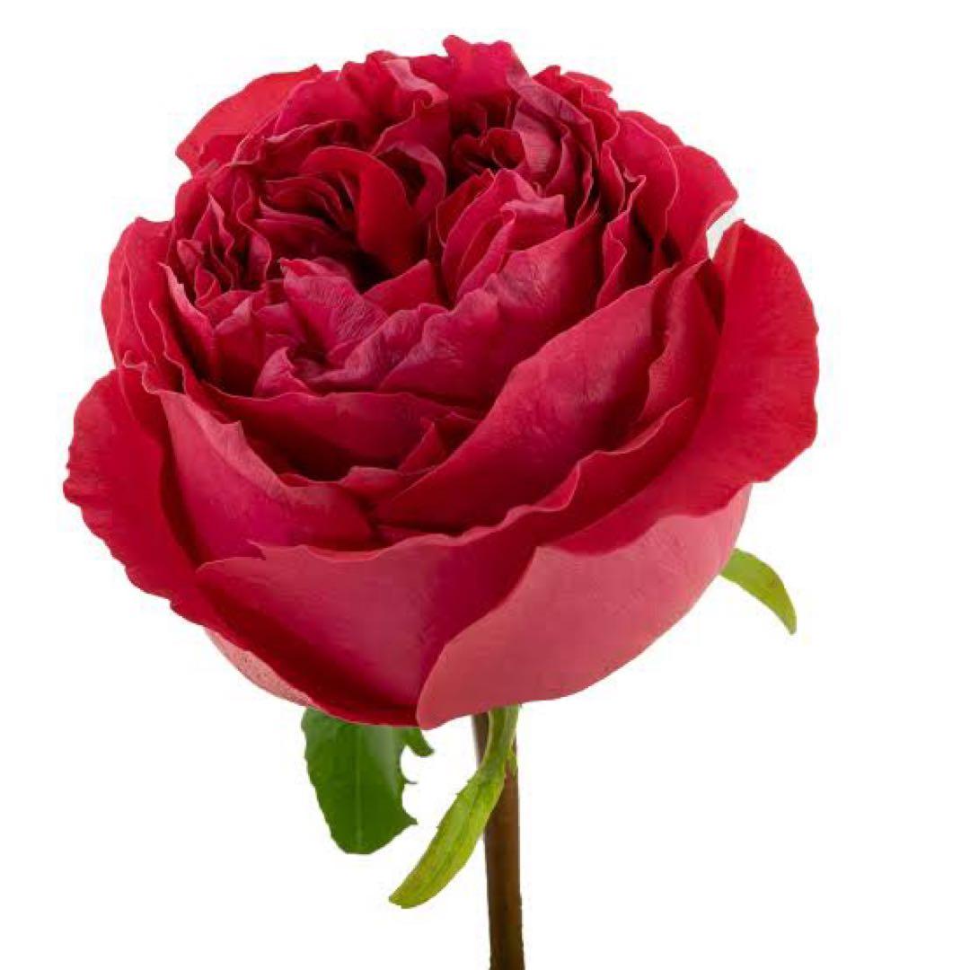 レア薔薇 切り花品 Vic。。。 red - メルカリ