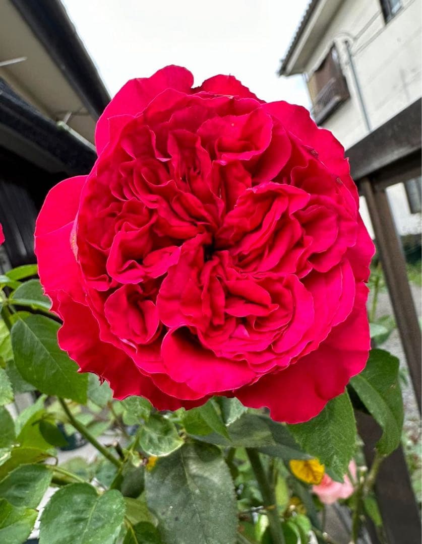 レア薔薇 切り花品 Vic。。。 red - メルカリ