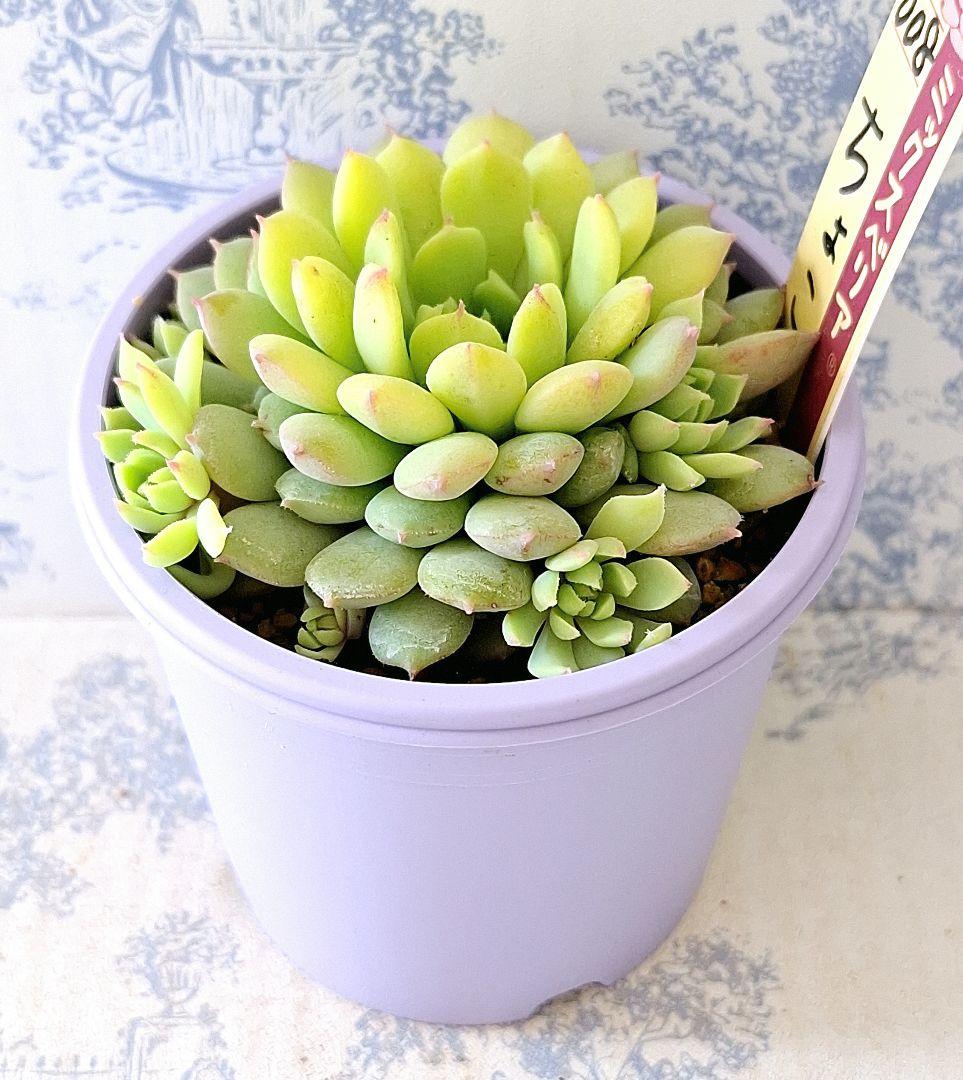 ちょこん 札付きポットごとメルカリ便おらいさん苗ミックスベリア