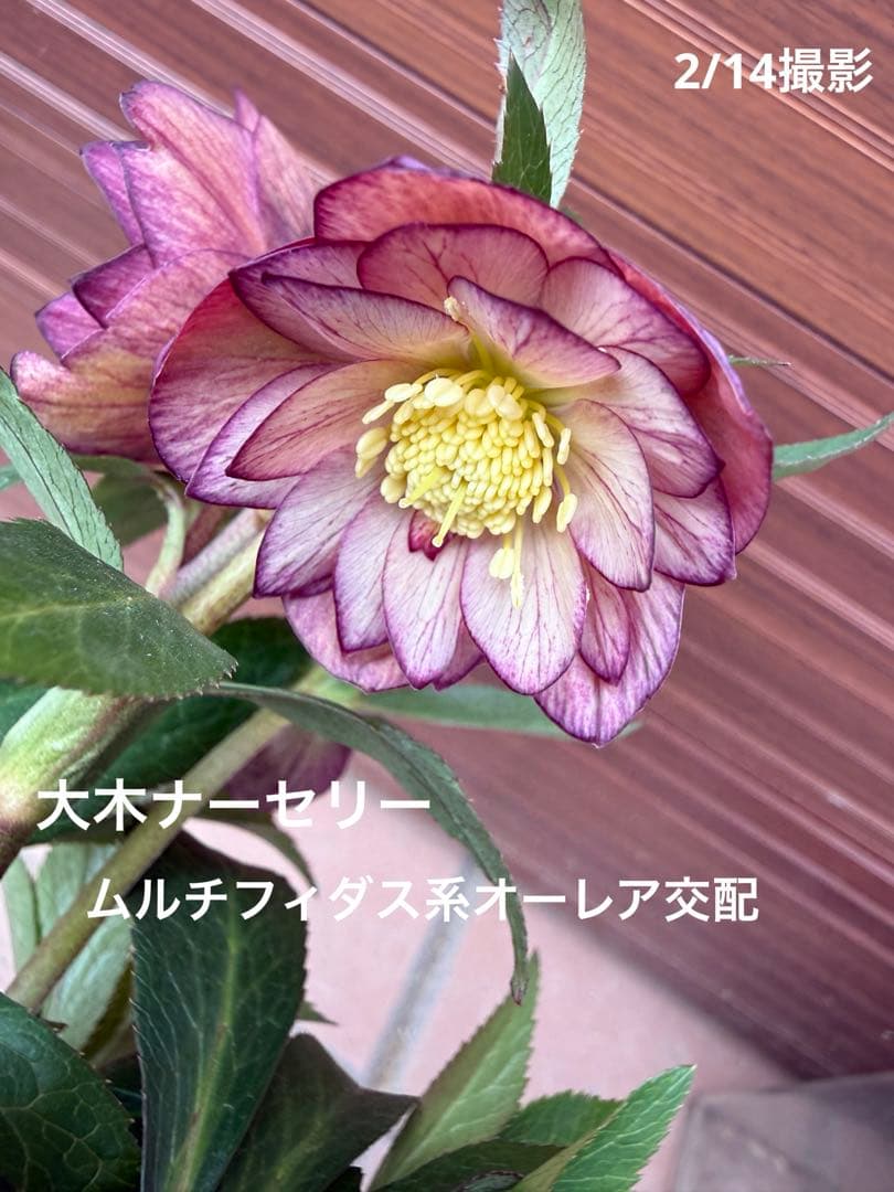 未株分】クリスマスローズ 大木ナーセリー ムルチ系オーレア交配