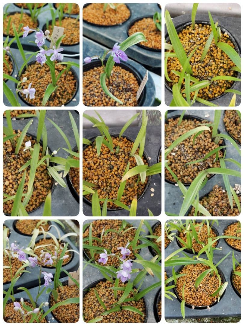 クロカミラン 2 自家人工交配増殖品