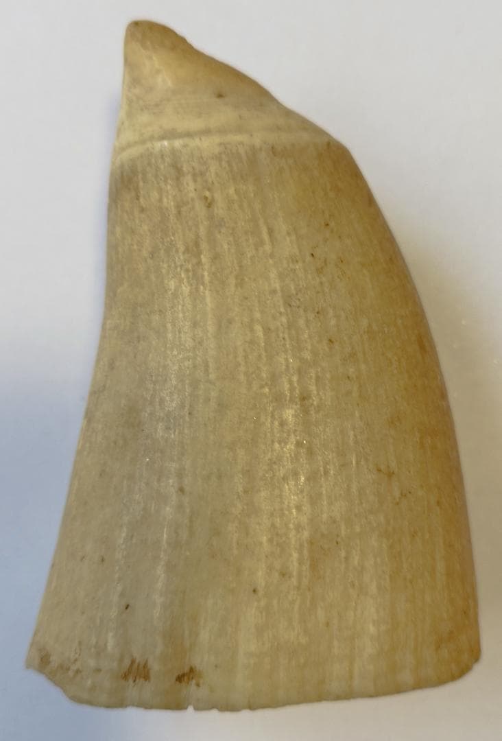 送料無料 超希少 クジラの歯 本物 　無加工　マッコウ鯨　#観賞用 #鯨歯#素材 44da8097b94d7a26393bbeed90848d