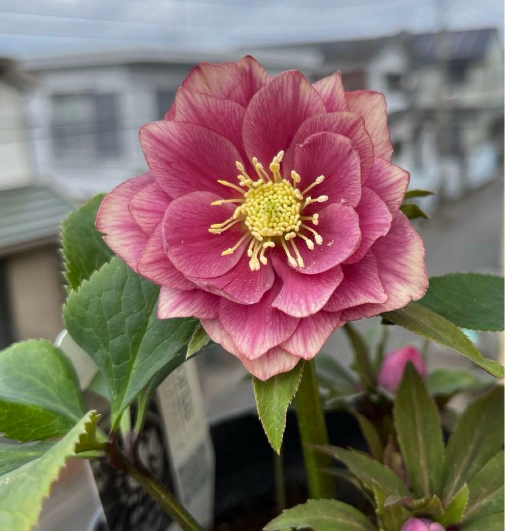 大人ピンクグラデーション 広瀬園芸 クリスマスローズ 開花株 現品 苗