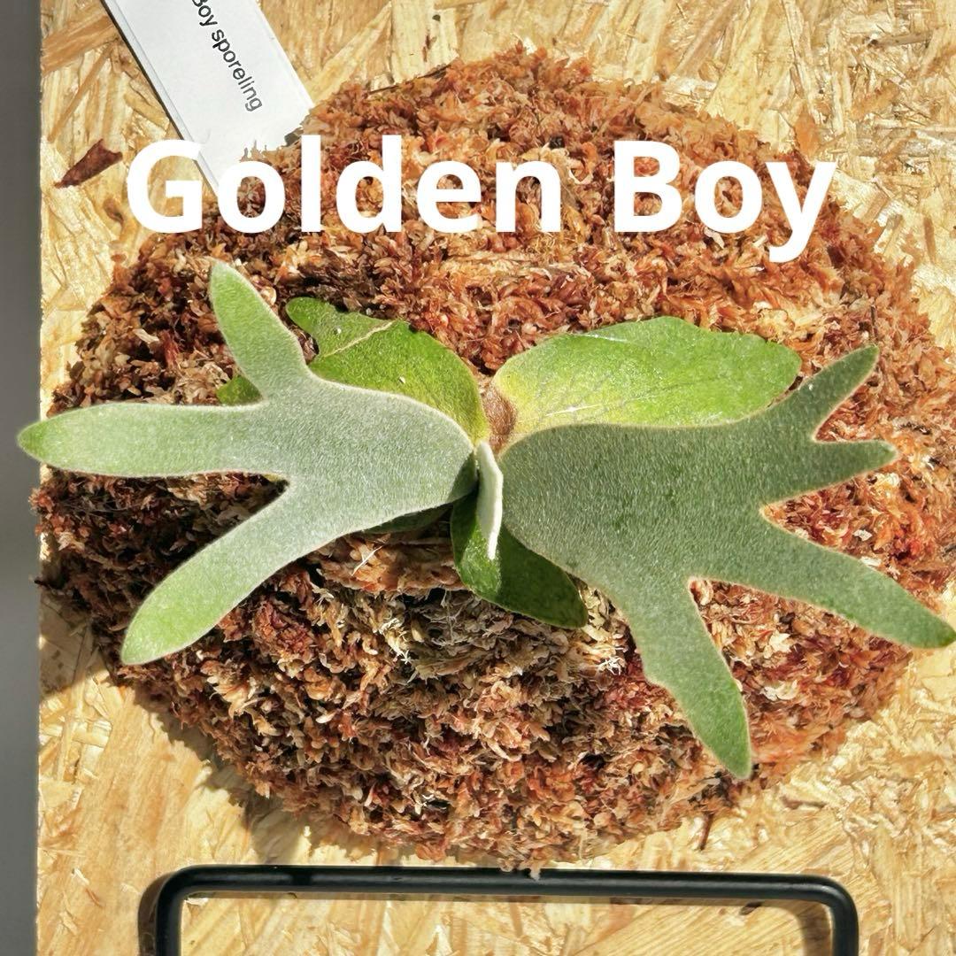 P. wilinckii Golden Boy spore【46】 - メルカリ
