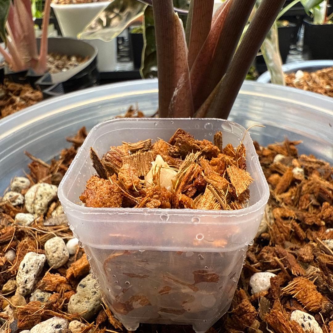 Y*_様 希少 アロカシア ブラックサタンピンクボーン 芋 - メルカリ