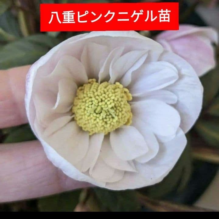 クリスマスローズ ピンクニゲル 八重 ダブル 苗 鉢 バラ - メルカリ