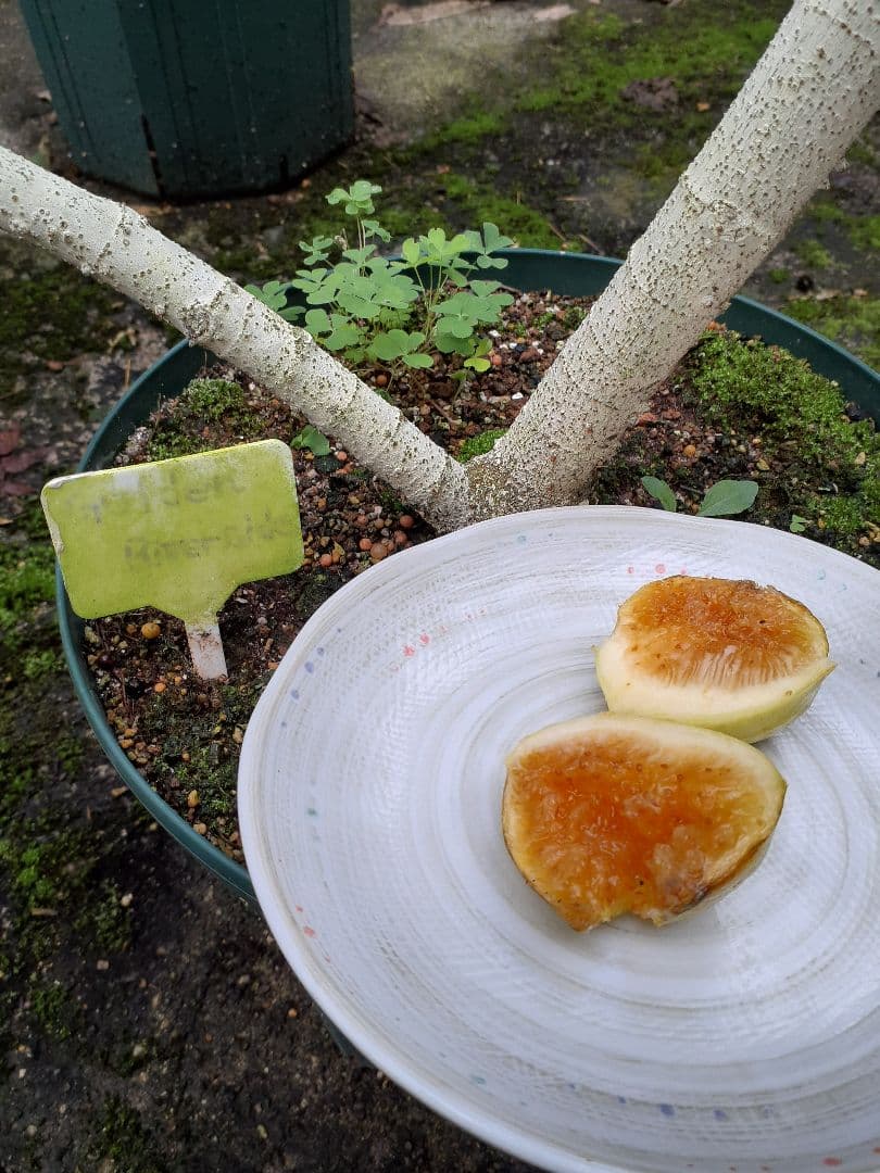 Golden side UCR278-128 3年生 苗木