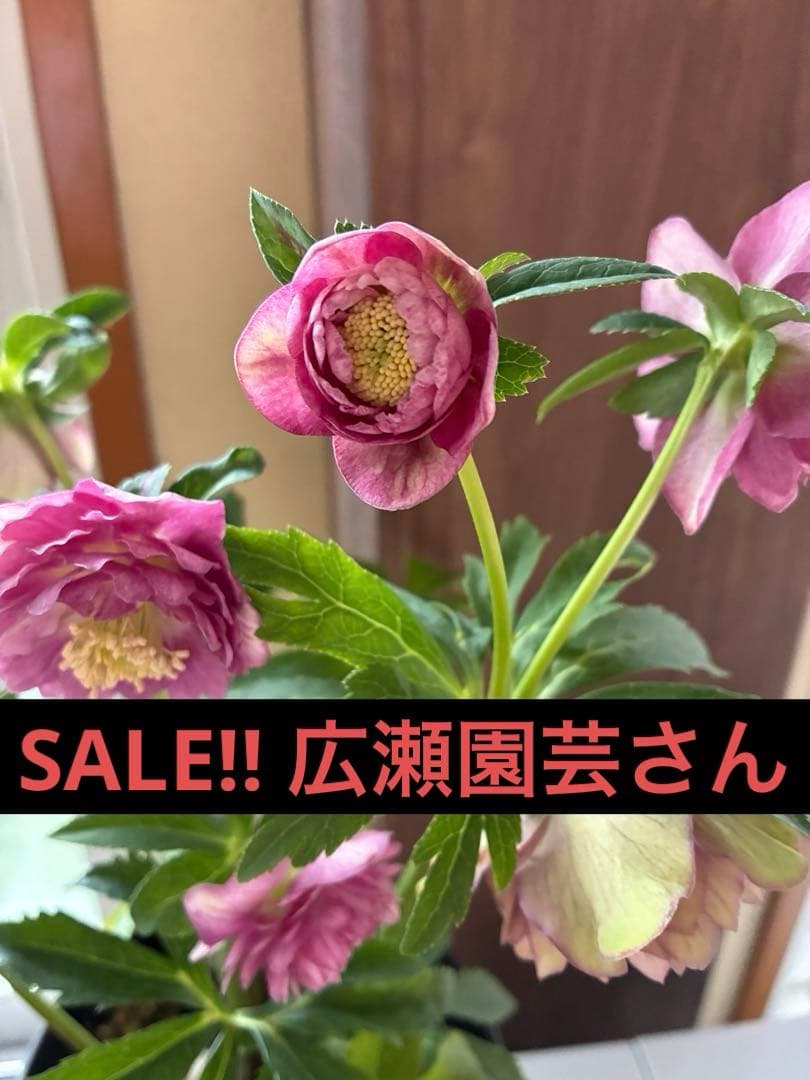 SALE‼︎ 大幅値下げ　広瀬園芸さん　小輪多弁充実株 SALE‼︎ 大幅値下げ 広瀬園芸さん 小輪多弁充実株 - メルカリ