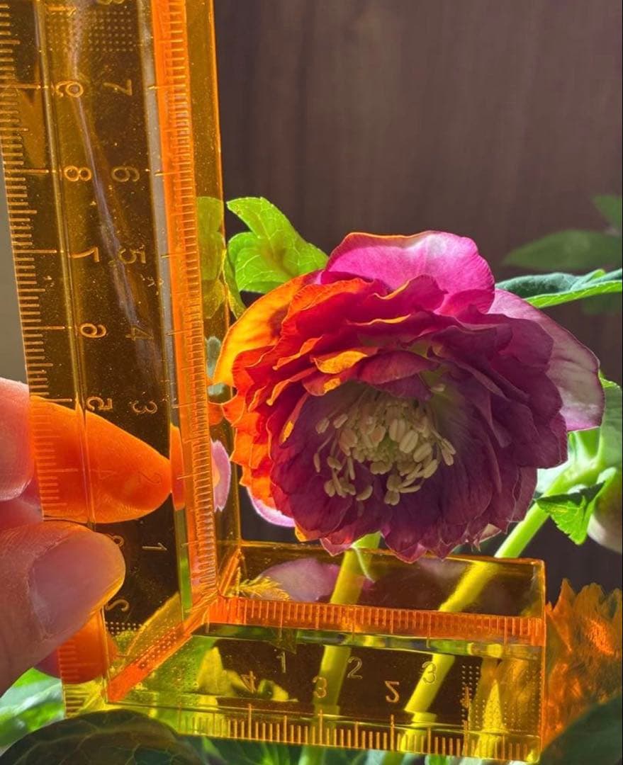 SALE‼︎ 大幅値下げ 広瀬園芸さん 小輪多弁充実株 - メルカリ