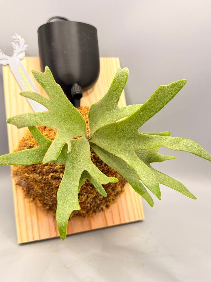 極大サイズ ビカクシダ P.willinckii 'Jewel' spore - メルカリ