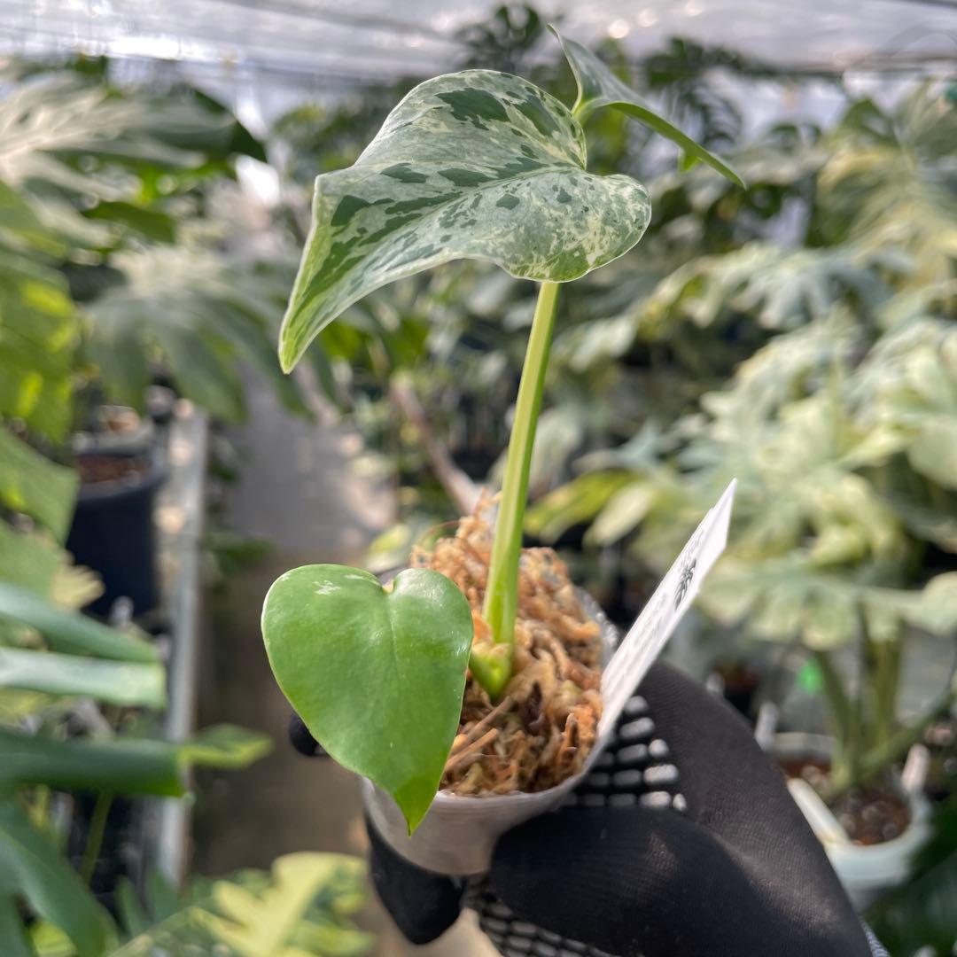 6モンステラ デリシオーサ ベトシオーサ 2寸ポリポット ネコポス発送