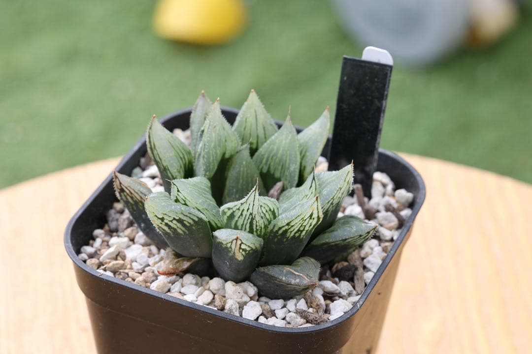 専用　ナイルの一滴まとめ売り バイオクリーン™アイソレーター用ニトリルGGL滅菌｜クリーンルーム用