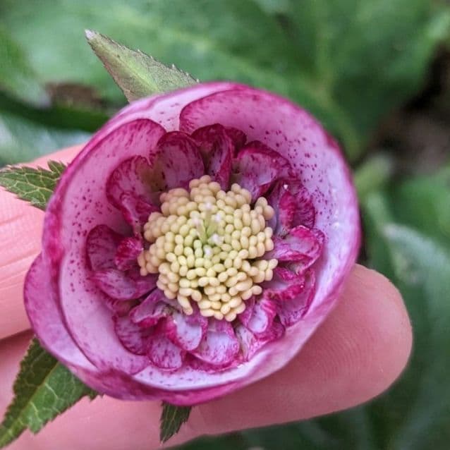 クリスマスローズ セミ ピンクミスト 2粒 宿根草 苗 鉢 バラ - メルカリ