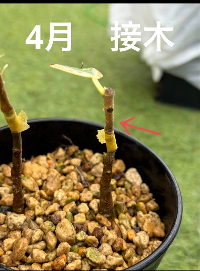 斑入り パンダガジュマル 接木 希少 実生 実生接木 パンダガジュマル