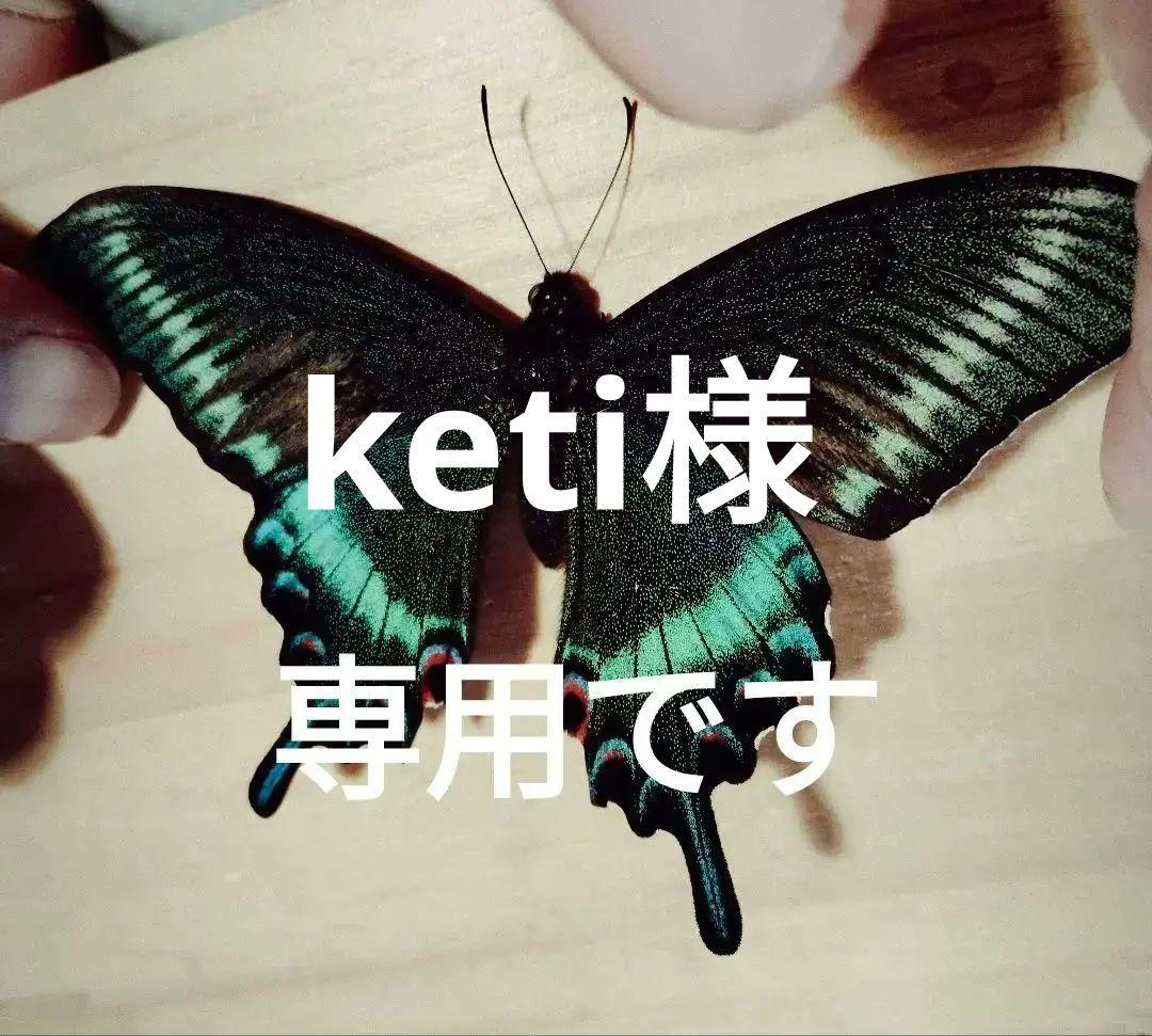 北海道産ミヤマカラスアゲハ春型未展示 ミヤマカラスアゲハの標本 （メス）; 北海道産; 春型 a - 虫村の日記