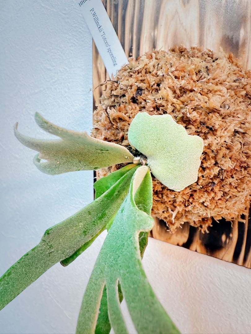 大サイズ ビカクシダP.willinckii Totoro spore YMDS - メルカリ