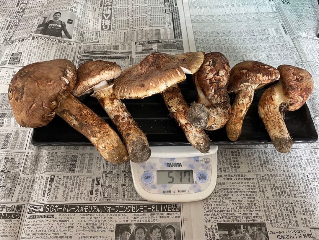 北海道 松茸 500g 訳あり