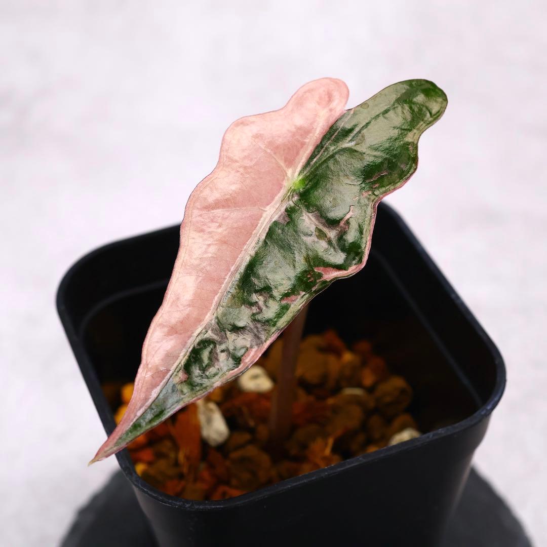 アロカシア ノビリス ピンク 斑入り アロカシア ノビリス ピンク 斑入り 特選株】アロカシア ノビリス