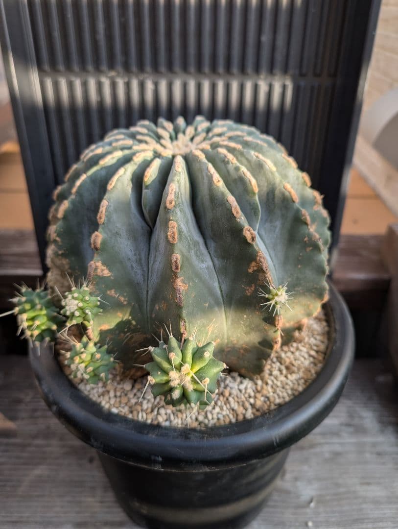 Omc Labo】極上2 フェロカクタス刺無王冠竜 希少 サボテン 古木