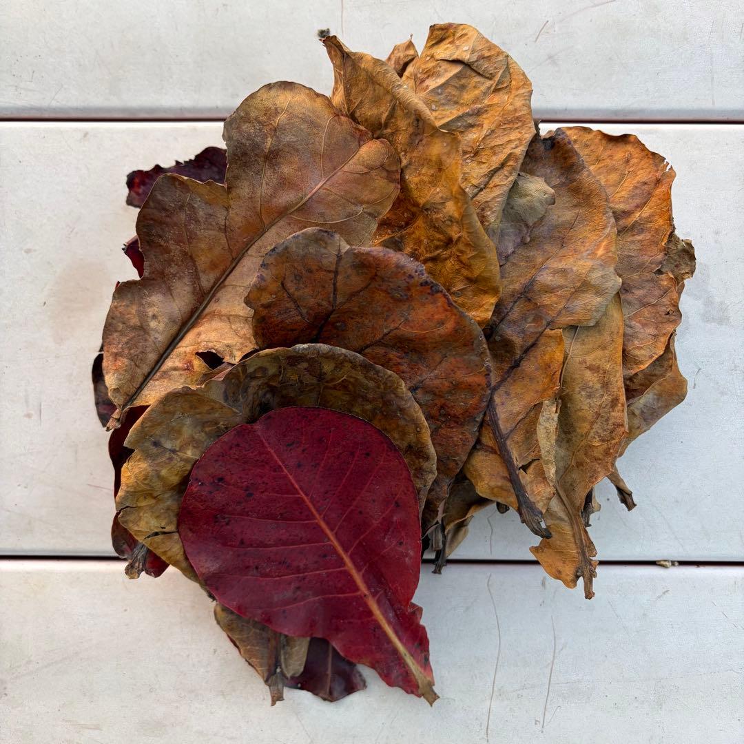 無農薬マジックリーフ モモタマナ葉 20枚 - メルカリ