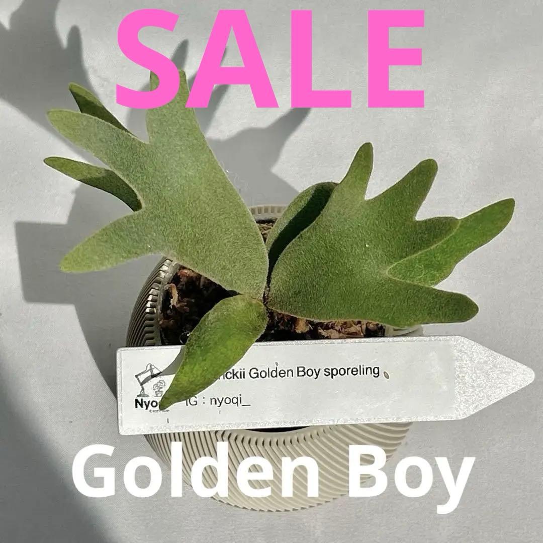 メルカリ便】P. wilinckii Golden Boy spore【61】 - メルカリ