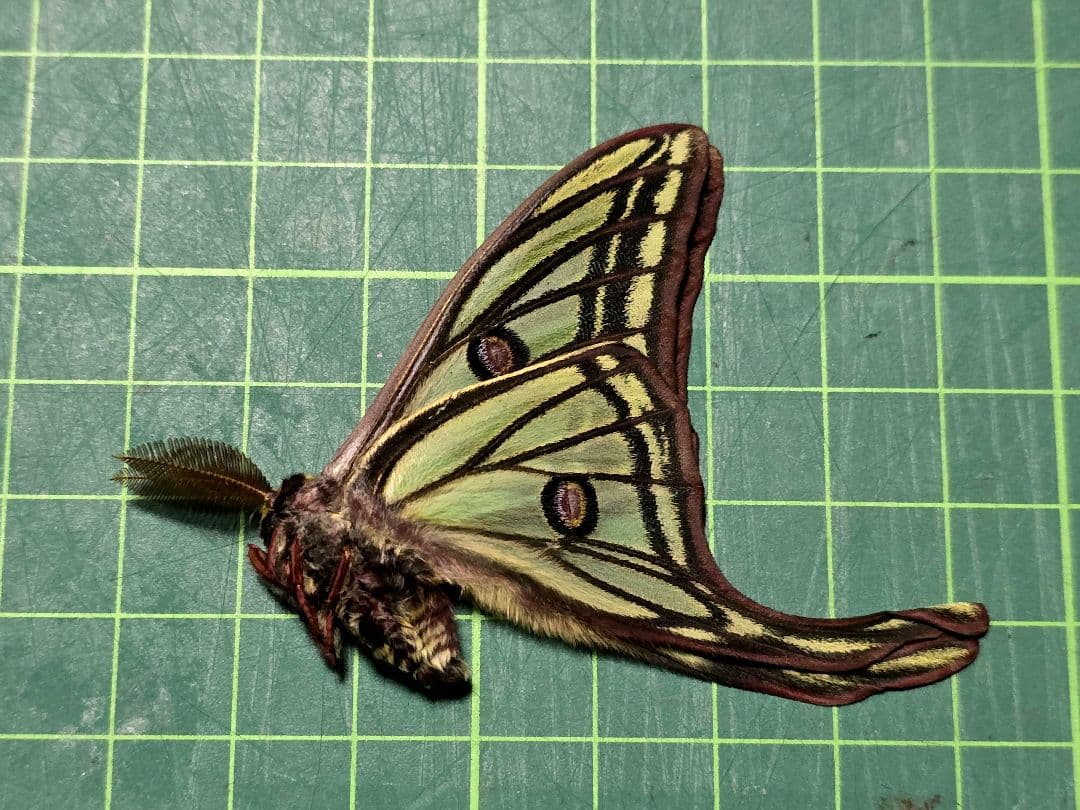 イザベラミズアオ ♂ Graellsia isabellae イザベラミズアオ (Graellsia isabellae) - Picture Insect