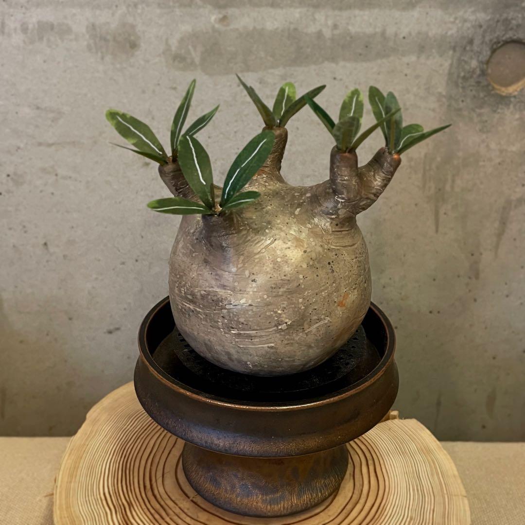 クラフトプランツ パキポディウムグラキリス Mサイズ - メルカリ