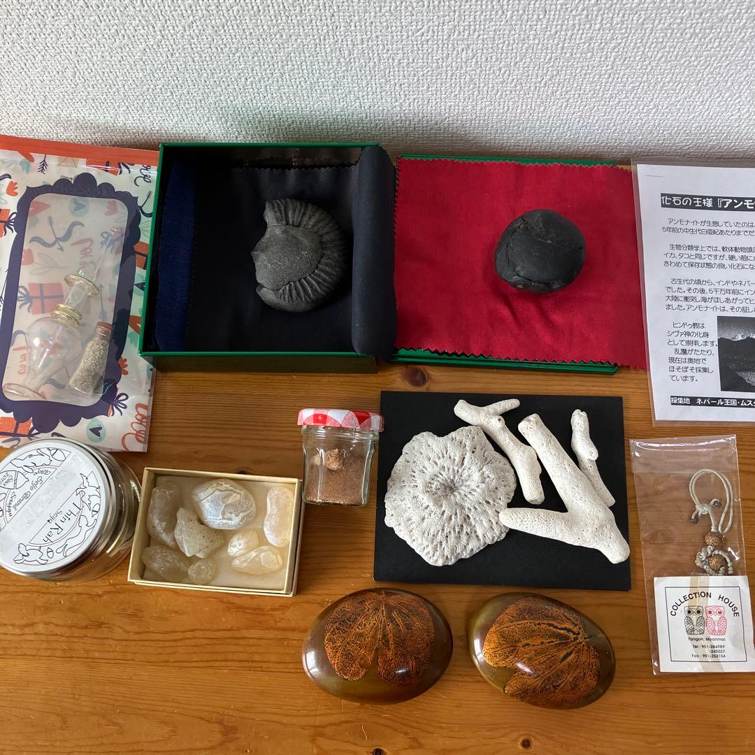 ネパール産のアンモナイト thumbnail2.webp