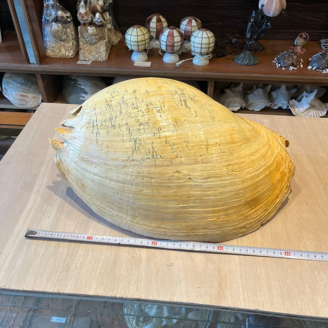 激レア 巨大 オーストラリア産 イナズマツノヤシは*ん様 激レア 巨大