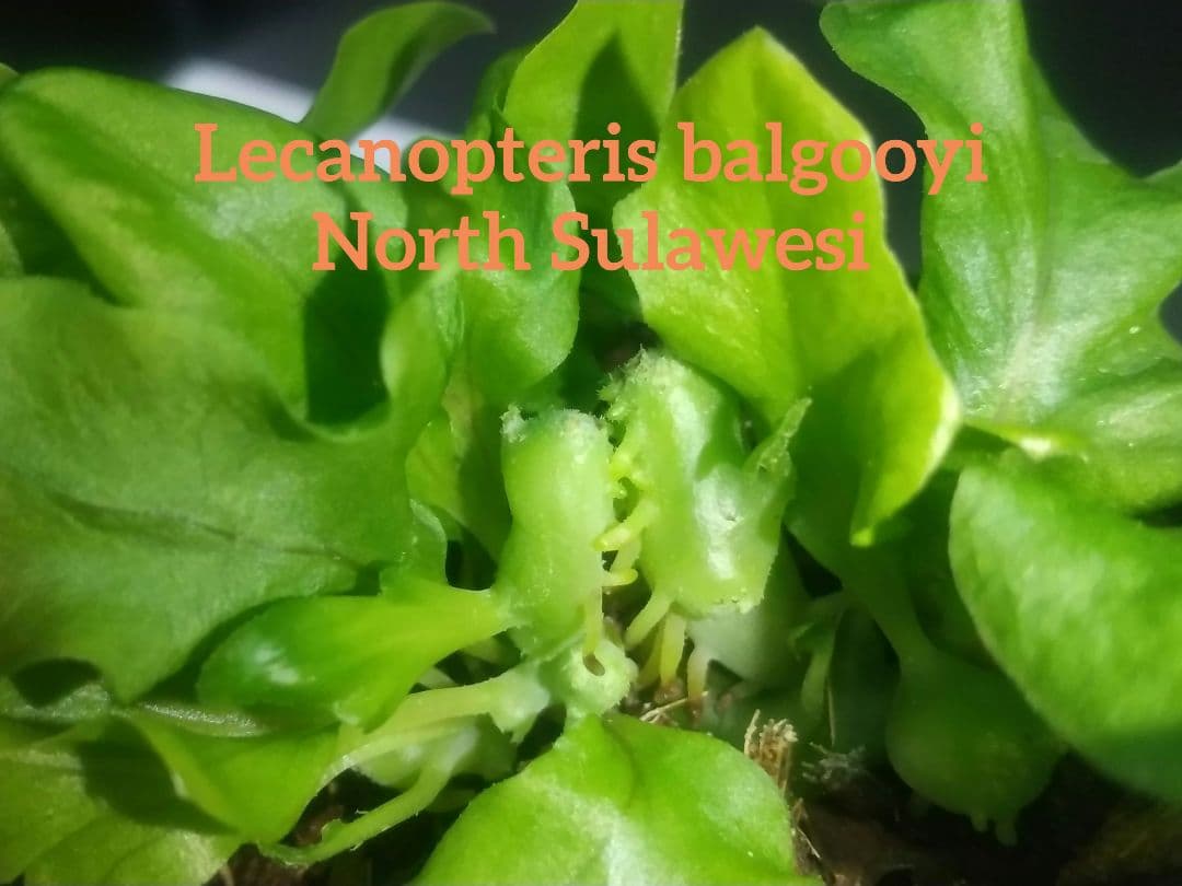 ① レカノプテリス バルゴイ ノーススラウェシ ② レカノプテリス バルゴイ ノース スラウェシ - メルカリ