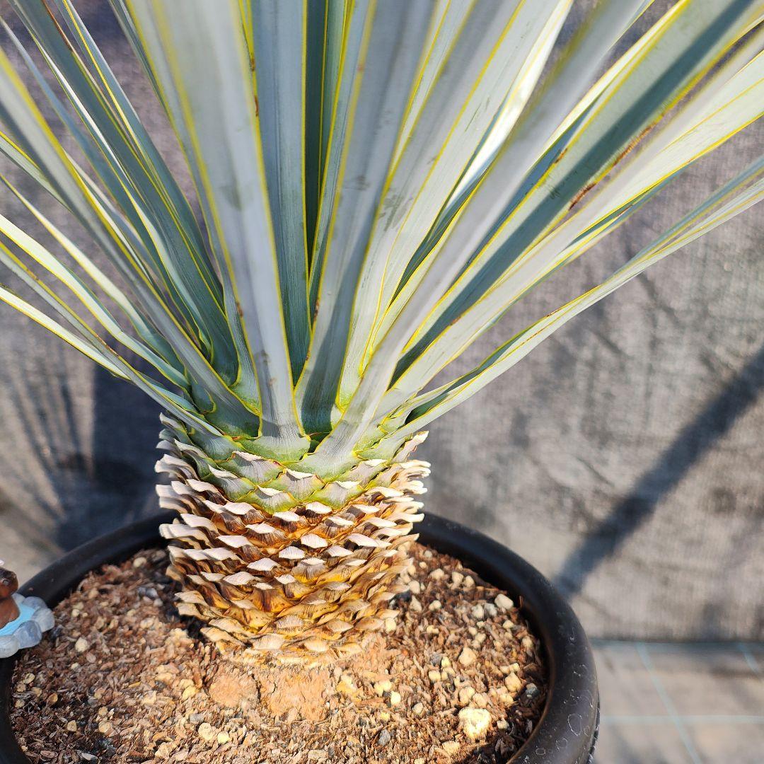 さ*な様 ユッカ ロストラータ Hybrid No.3 - メルカリ