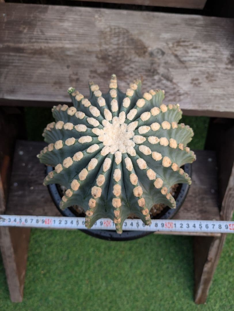 Omc Labo】極上3 フェロカクタス刺無王冠竜 希少 サボテン 古木