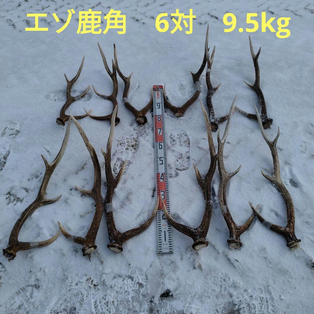 エゾ鹿　角 楽天市場】DEER HORN SMITH'S エゾ鹿 スカルオブジェ 鹿角 壁掛け