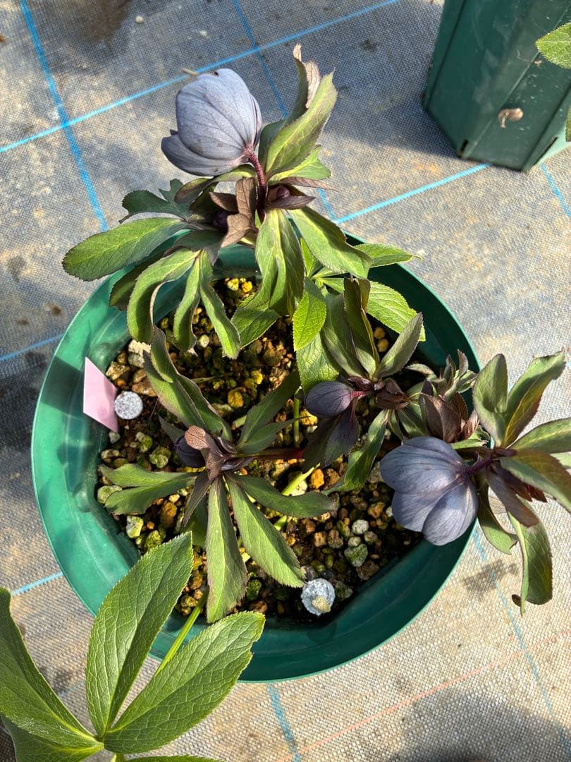 クリスマスローズ 木口交配 実生 スモーキーブルー 親株 7寸 - メルカリ