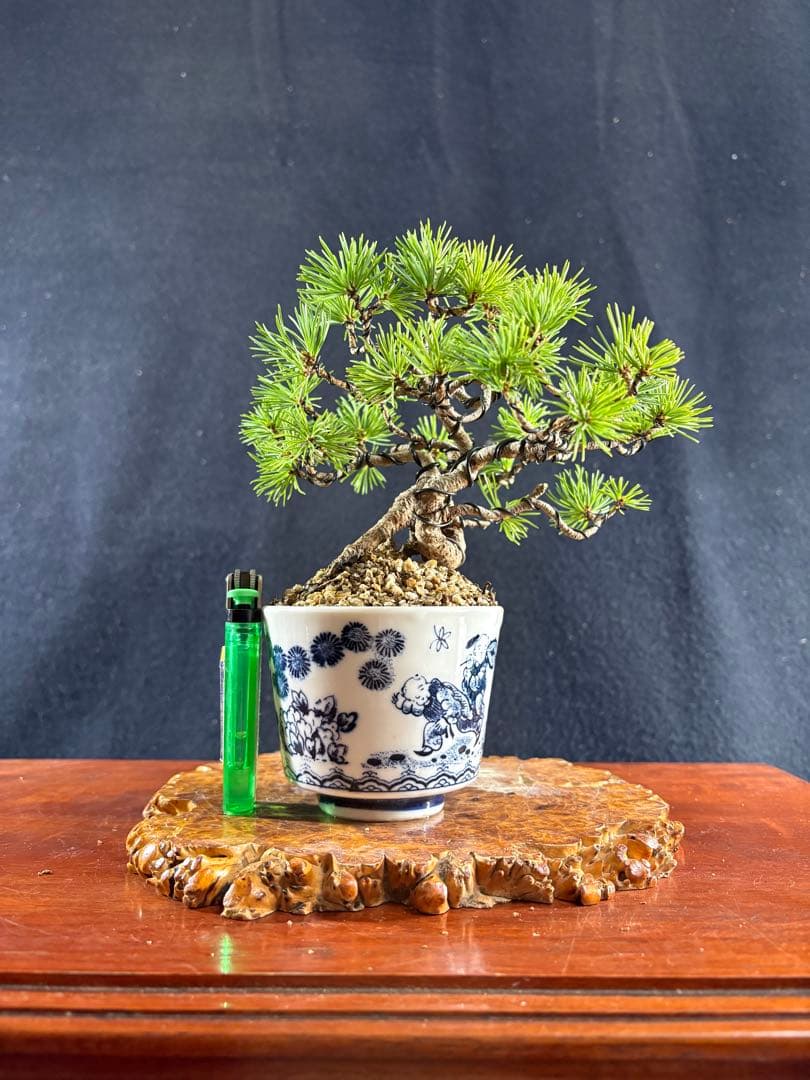 小品盆栽、赤石五葉松、根上がり、懸崖作り 目立った傷や汚れなし 赤石五葉松 根上がりの盆栽を販売｜盆栽妙 – 盆栽妙 本店