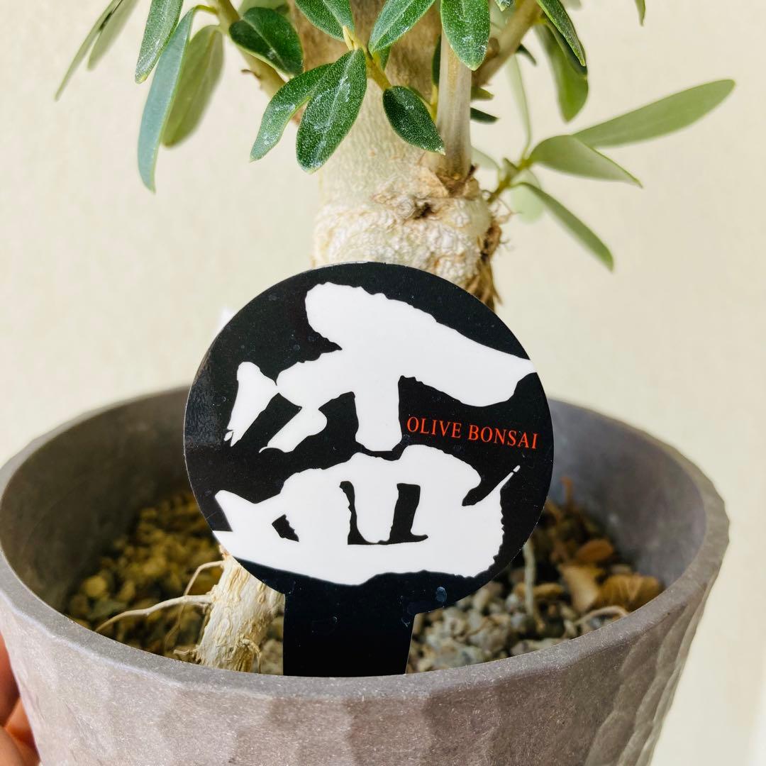 ラスト1個】① レア！souju 盆栽仕立て オリーブ シプレッシーノ 4号鉢