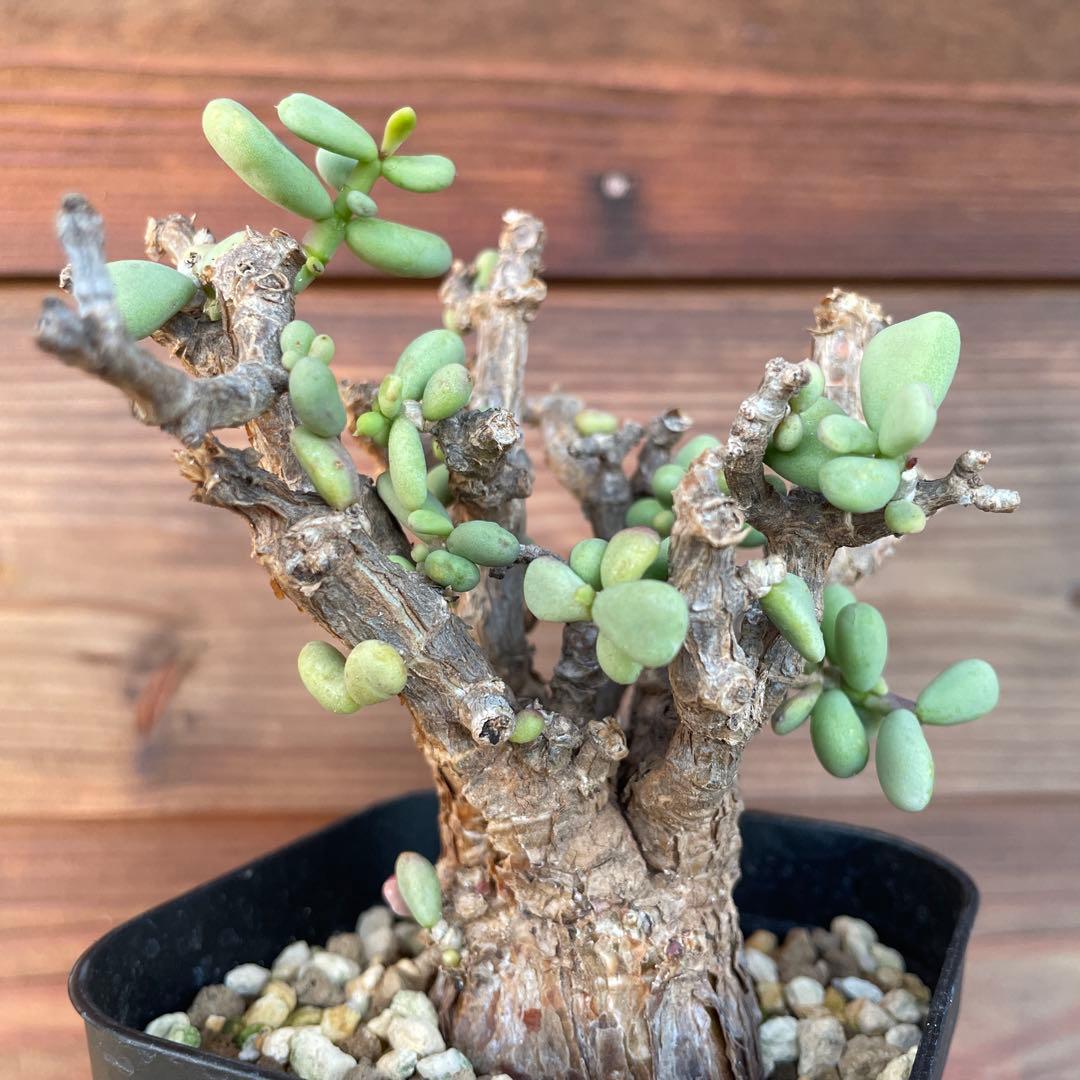 ケラリアピグマエア #40