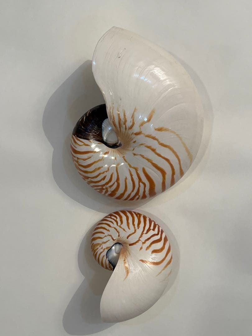 オンライン ショップ 安いペット用品 - 希少サイズ 完品 オウム貝の殻