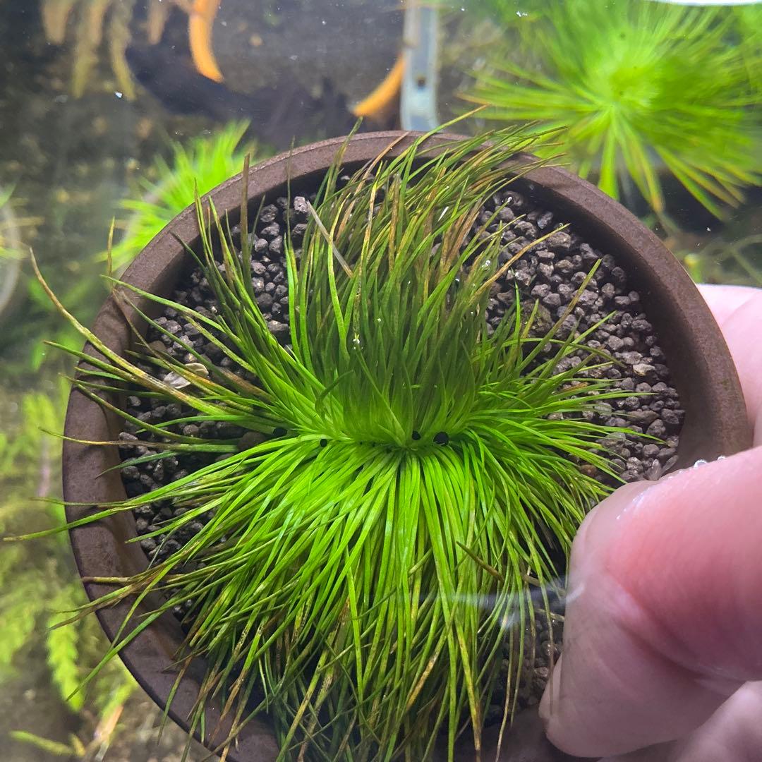 メルカリ便】珍！ホシクサsp.キンバリーナロー 大株 1株 直径9cm 鉢