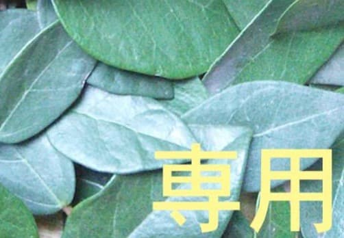 17日10時迄 【Prima888】 Db 5 Ep15 Co115 匿 25年製 205/45R17 88W XL ミシュラン PRIMACY 5 （プライマシー5） 17