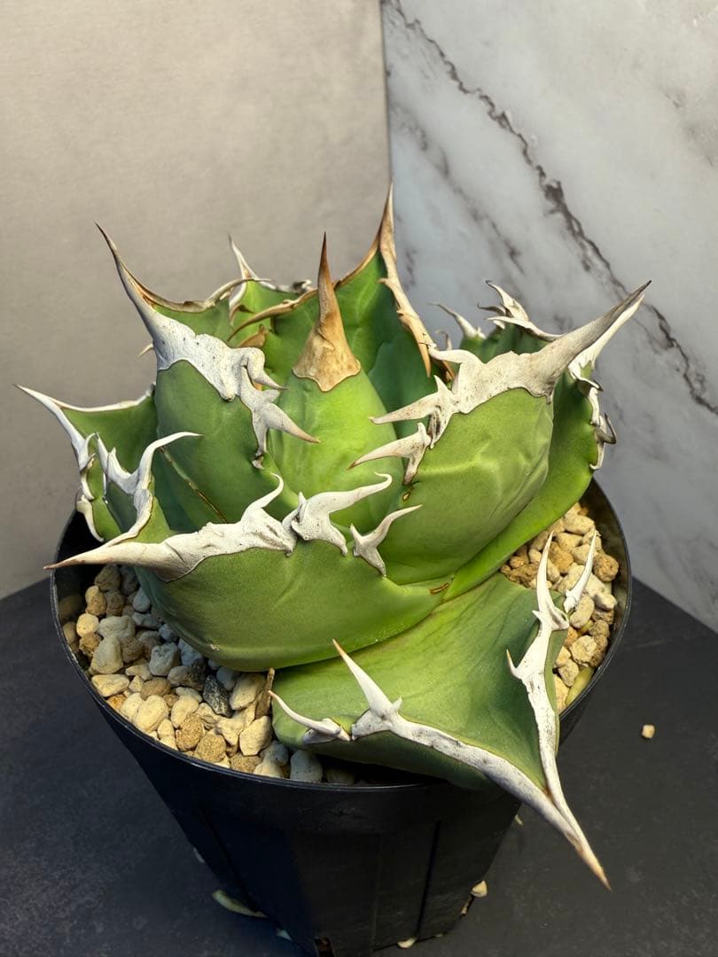 アガベ [グリフィン Griffin]｜匿名配送・鉢ごと発送・イラン株 - メルカリ