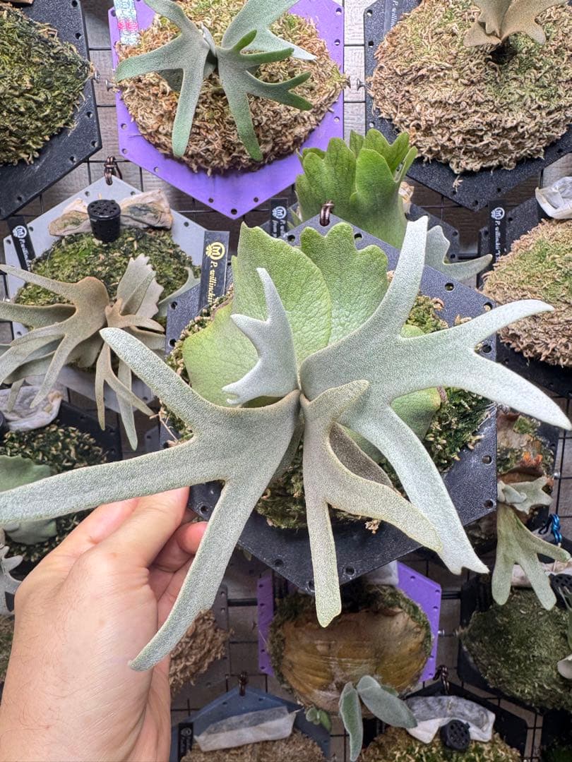 willinckii #1 mr.kai dwarf ビカクシダ willinckii #1 mr.kai dwarf