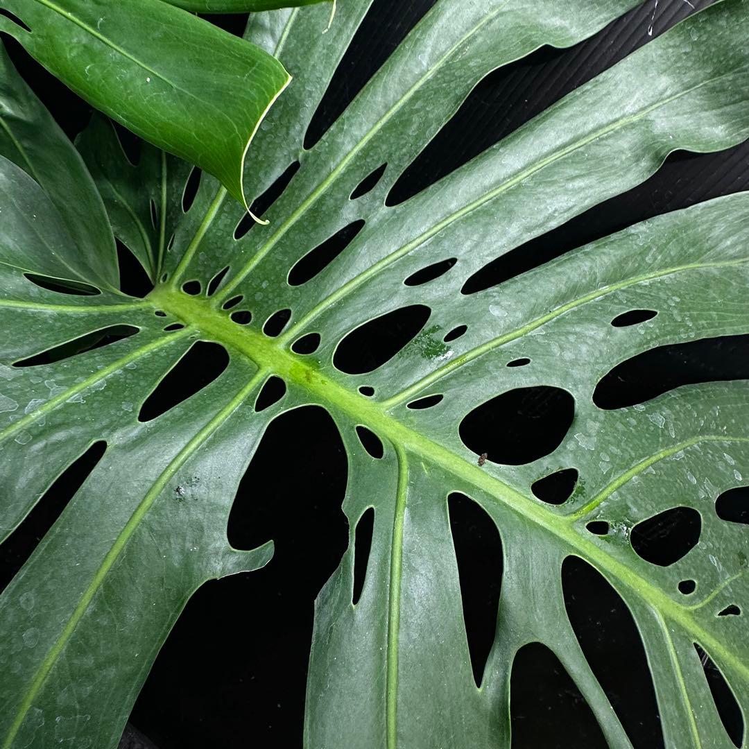 モンステラデリシオーサマクロコズム大型葉希少系統鉢植え高さ79㎝超大株