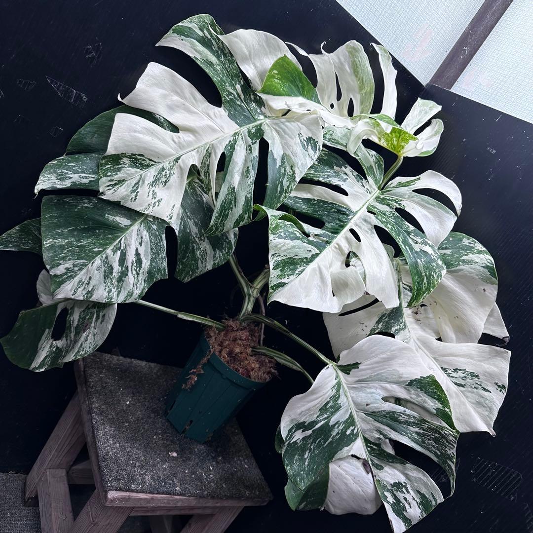 斑入りモンステラ ホワイトタイガー極美大株61cm白斑多 - メルカリ