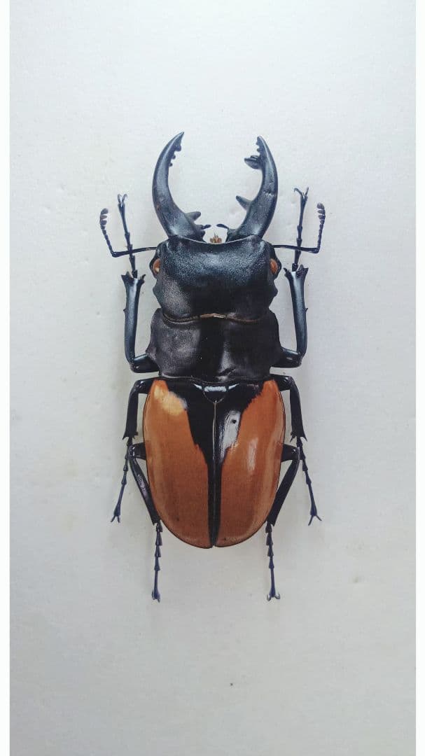 ブルマイスターツヤクワガタ♂野外標本 - メルカリ