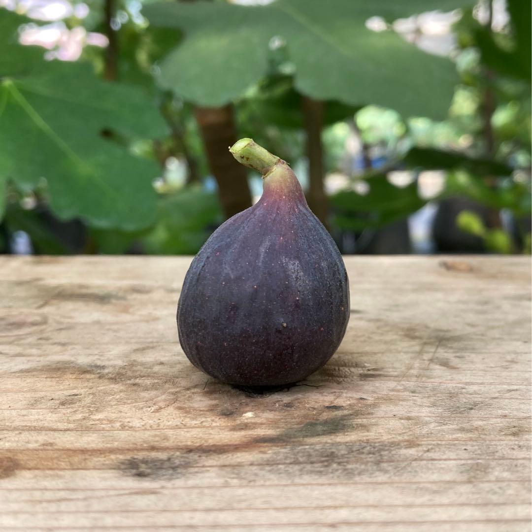 穂木 イチジク - メルカリ
