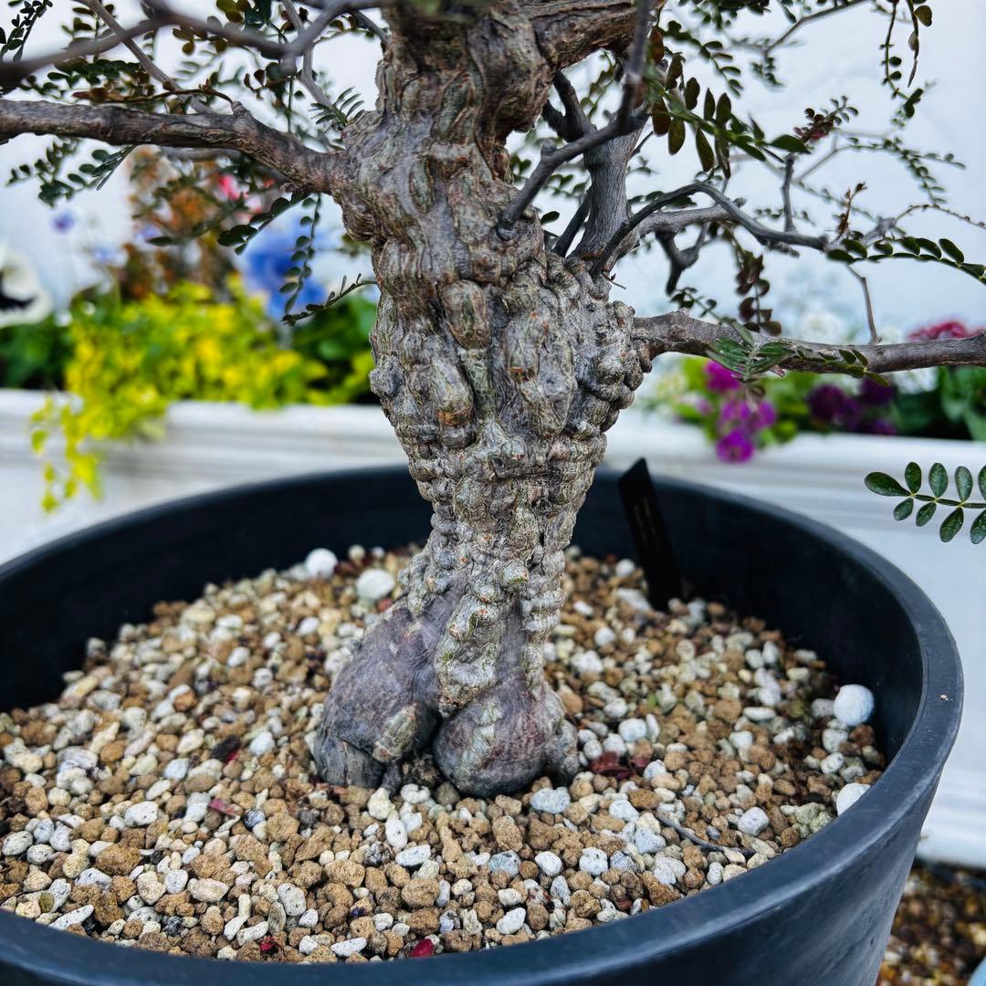 コレクション株】 大株 実生 オペルクリカリア パキプス 雄株 毎年開花